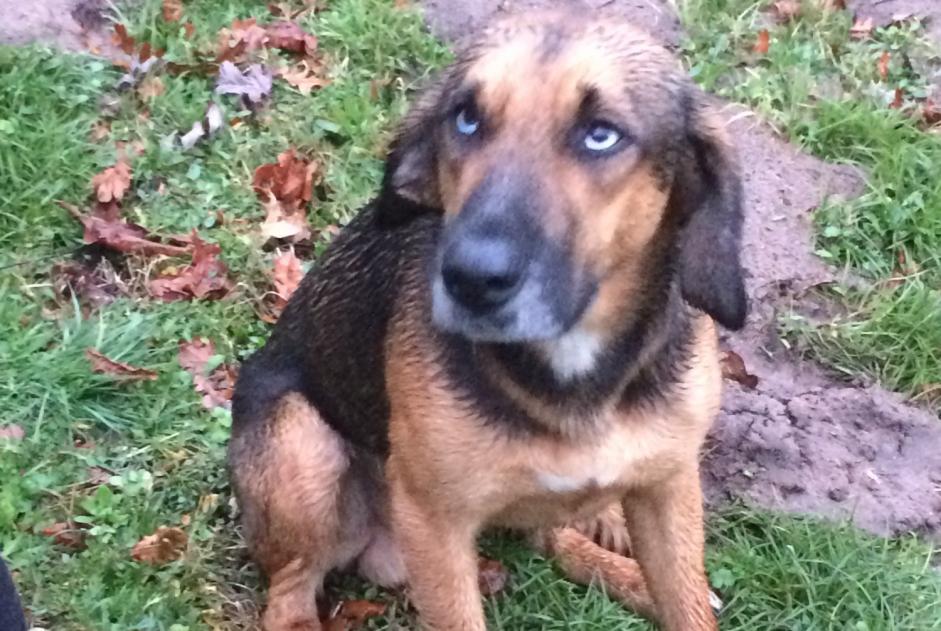 Alerte Découverte Chien croisement Mâle Saint-Paul-en-Born France