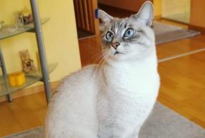 Alerte Disparition Chat croisement Femelle , 11 ans Genève Suisse