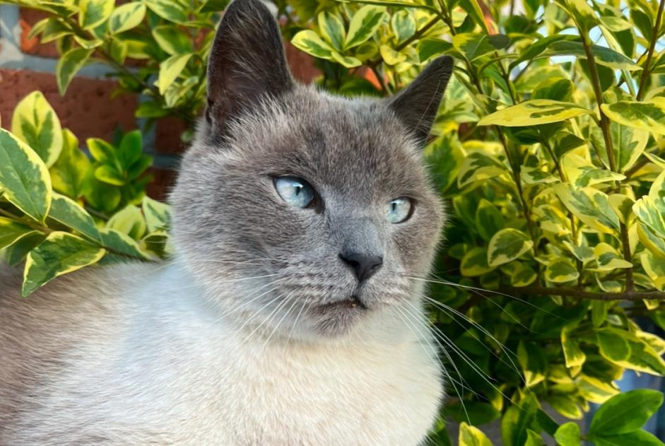 Alerte Disparition Chat  Mâle , 4 ans Assesse Belgique