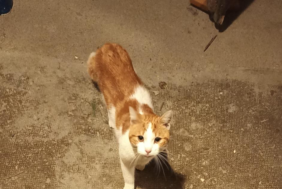 Alerte Découverte Chat croisement Femelle Montbéliard France