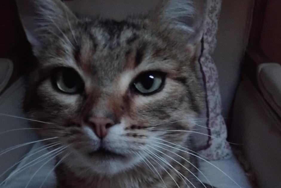 Alerte Disparition Chat croisement Mâle , 6 ans Dun-les-Places France