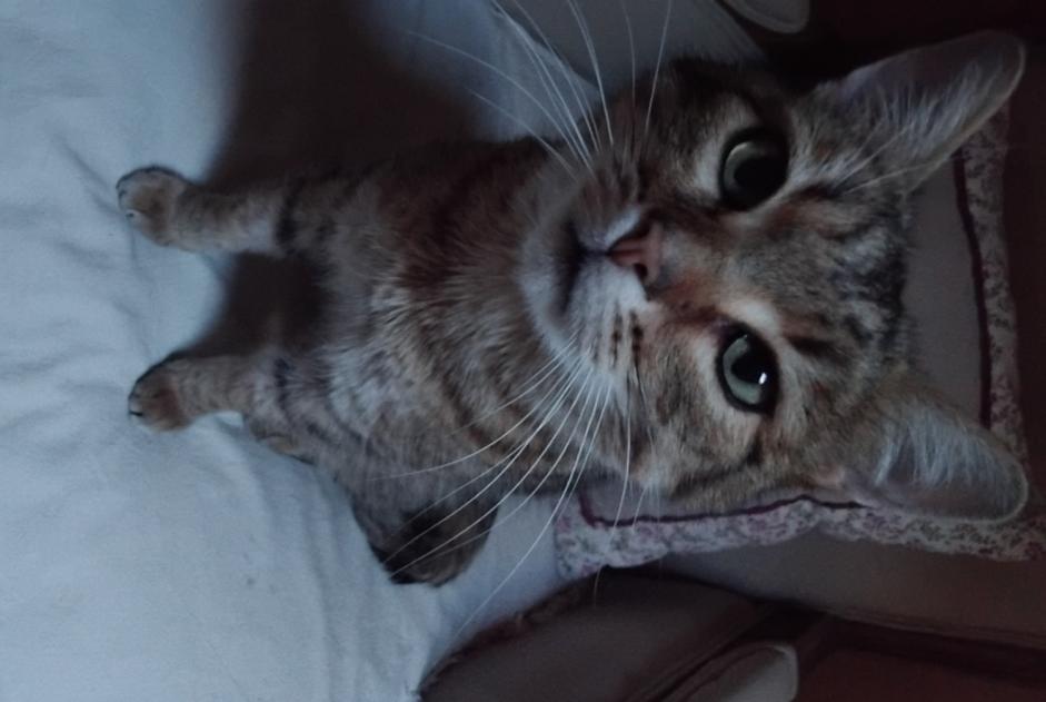 Alerte Disparition Chat croisement Mâle , 6 ans Dun-les-Places France