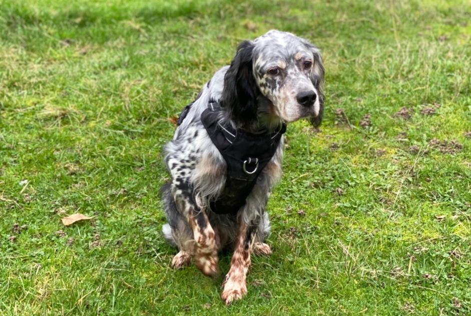 Alerte Disparition Chien  Mâle , 11 ans Plénée-Jugon France