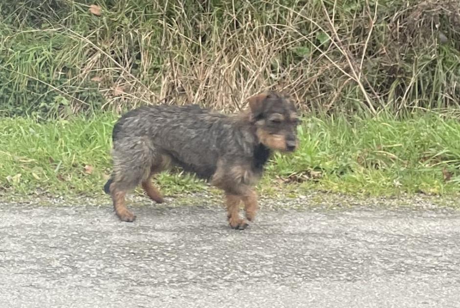 Alerte Découverte Chien  Inconnu Chaumes-en-Retz France