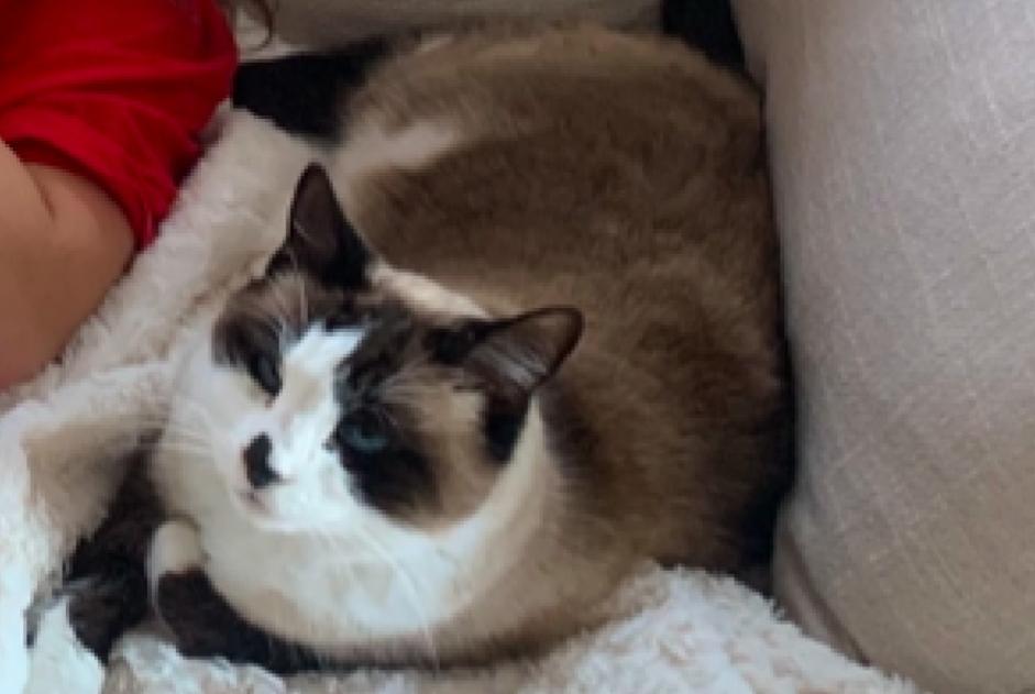 Alerte Disparition Chat croisement Femelle , 9 ans Goult France