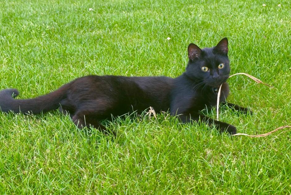 Alerte Disparition Chat Mâle , 2 ans Court-St.-Étienne Belgique