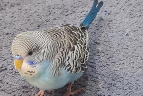 Alerte Découverte Oiseau Inconnu Marseille France