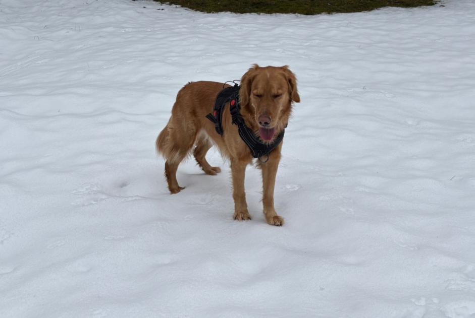 Alerte Disparition Chien  Femelle , 5 ans L'Abbaye Suisse