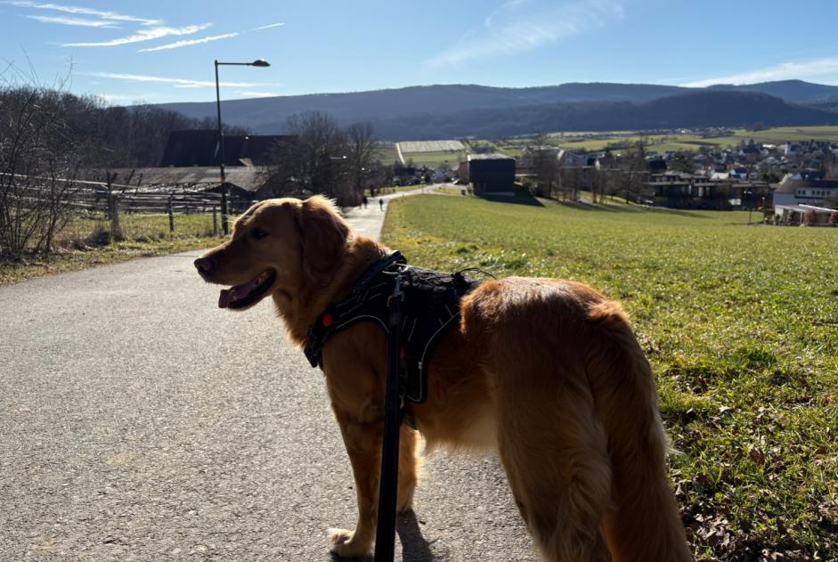 Alerte Disparition Chien  Femelle , 5 ans L'Abbaye Suisse