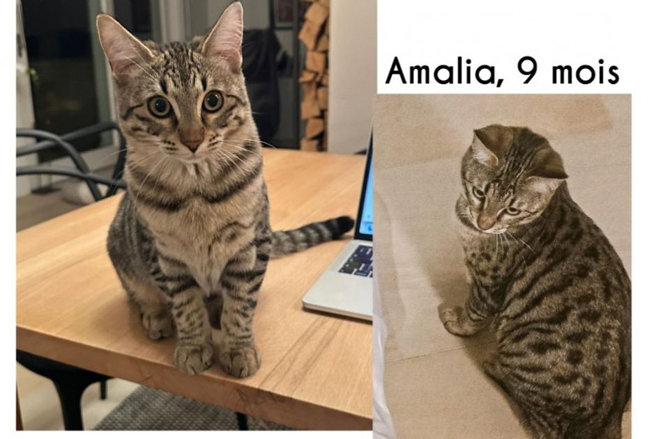 Alerte Disparition Chat croisement Femelle , 1 ans Lussy-sur-Morges Suisse