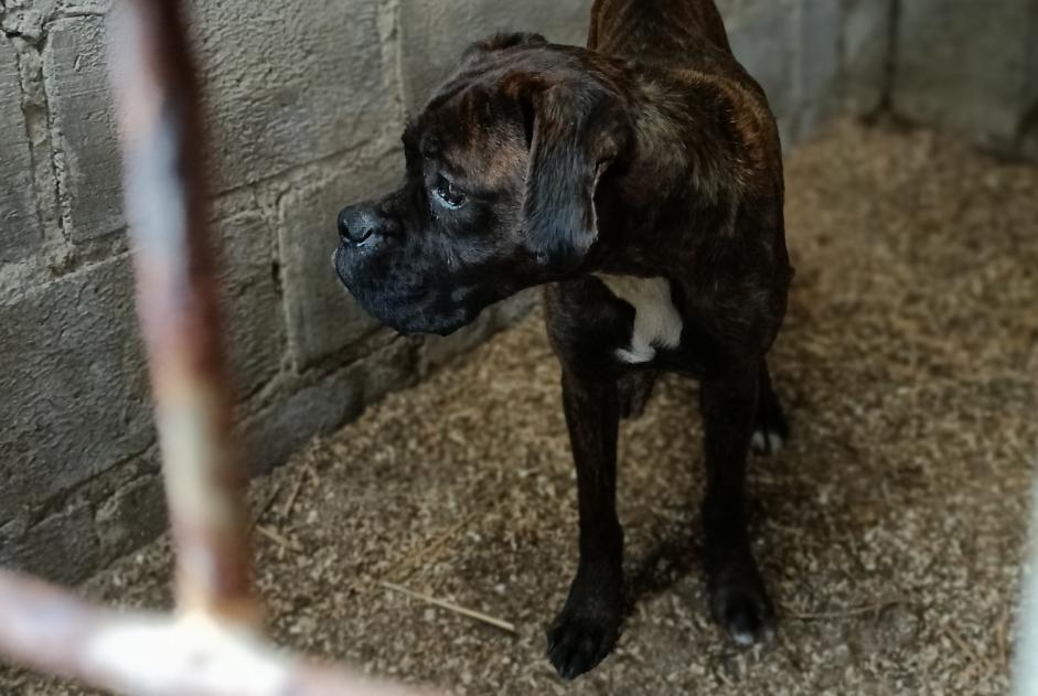 Alerte Découverte Chien  Femelle La Ferté-Macé France