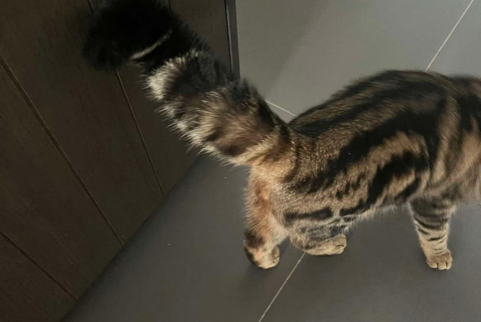 Alerte Disparition Chat  Mâle , 1 ans Buggenhout Belgique