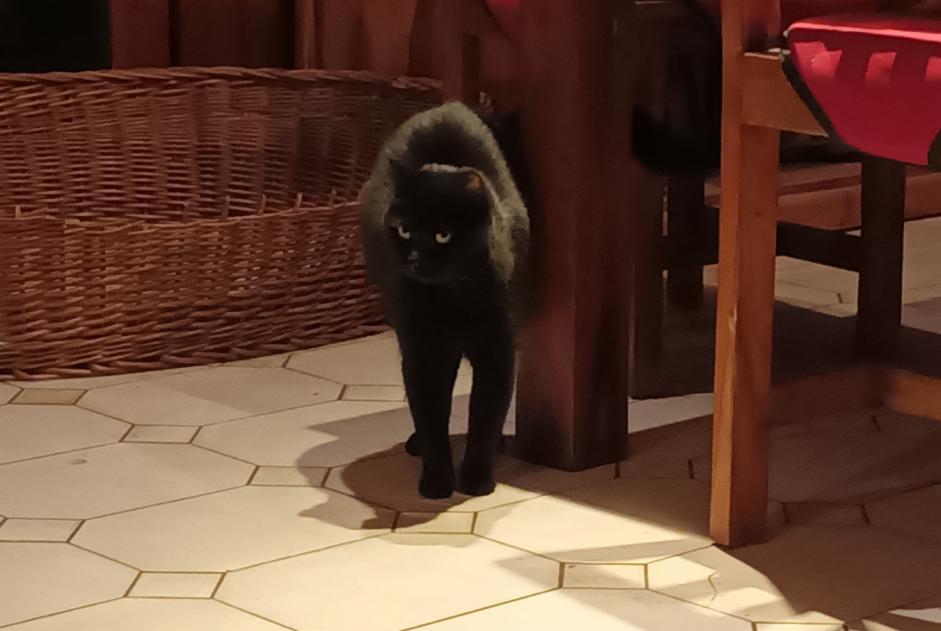 Alerte Disparition Chat Femelle , 7 ans Captieux France