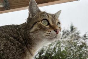 Alerte Disparition Chat Femelle , 2 ans Les Pavillons-sous-Bois France