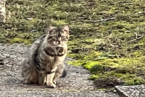 Alerte Découverte Chat Inconnu , 2 ans Genève Suisse