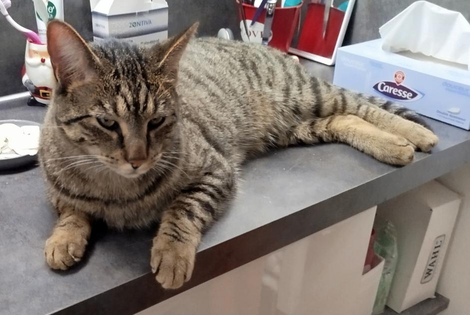 Alerte Disparition Chat Mâle , 2 ans Margaux-Cantenac France