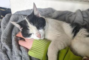 Alerte Disparition Chat Mâle , 4 ans Saint-Bazile France