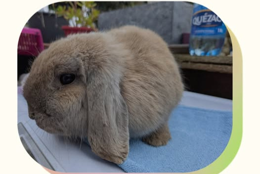 Alerte Découverte Lapin Inconnu La Crau France