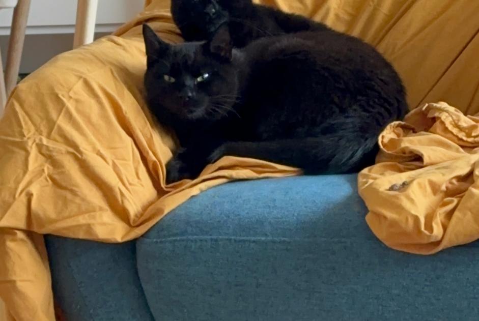 Alerte Disparition Chat Mâle , 3 ans Genève Suisse