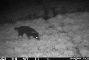 Alerte Découverte Chien  Inconnu Saint-Méloir-des-Ondes France