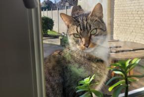 Alerte Découverte Chat croisement Femelle Wingles France