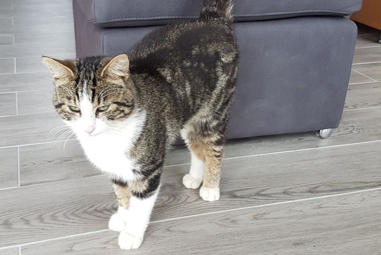 Alerte Disparition Chat Mâle , 9 ans Darnétal France