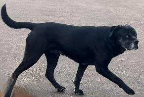 Alerte Découverte Chien  Mâle , 8 ans Saint-Sulpice-la-Pointe France