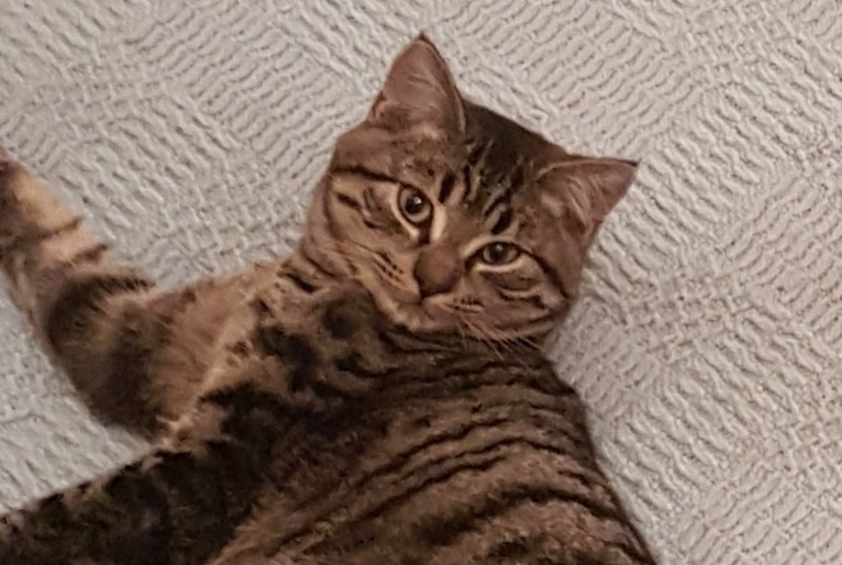 Alerte Disparition Chat croisement Mâle , 4 ans Saint-Cannat France