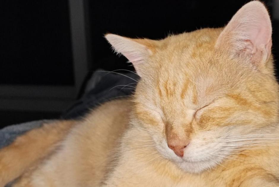 Alerte Disparition Chat Mâle , 8 ans Violaines France