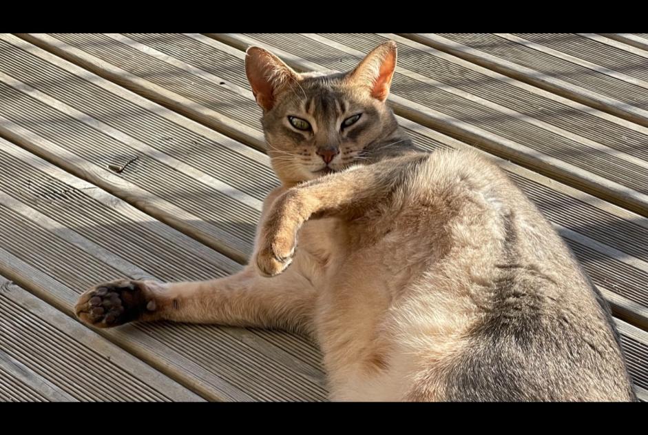 Alerte Disparition Chat  Mâle , 9 ans La Fouillade France