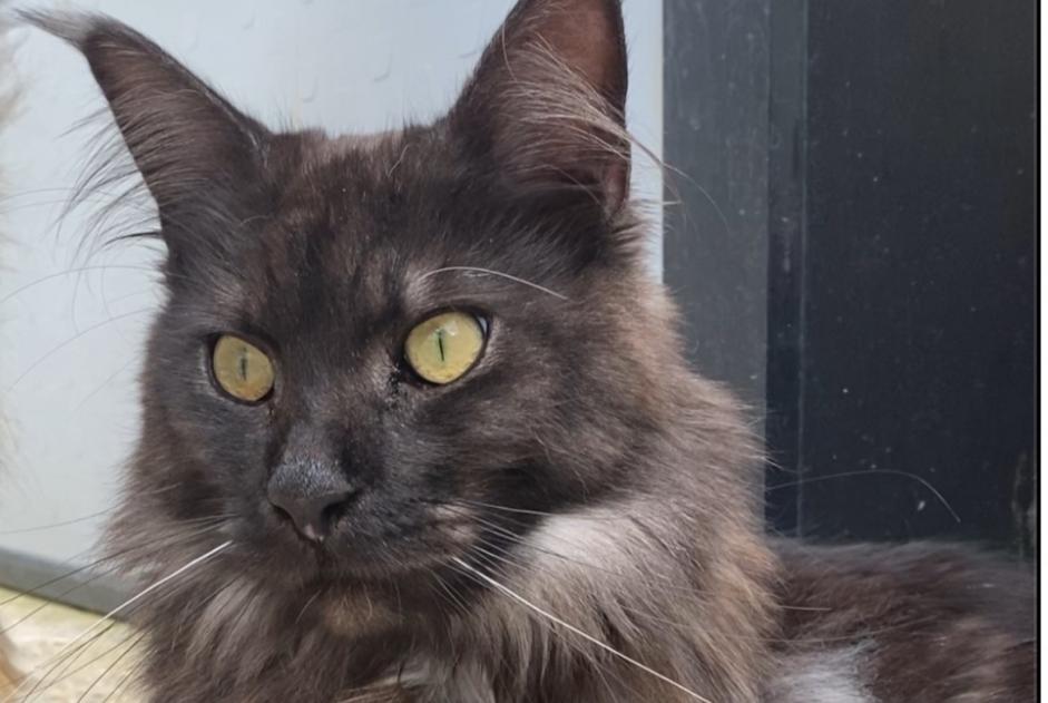 Alerte Disparition Chat  Mâle , 3 ans L'Isle-Adam France