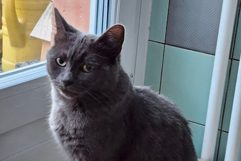 Alerte Disparition Chat Femelle , 5 ans Corgémont Suisse