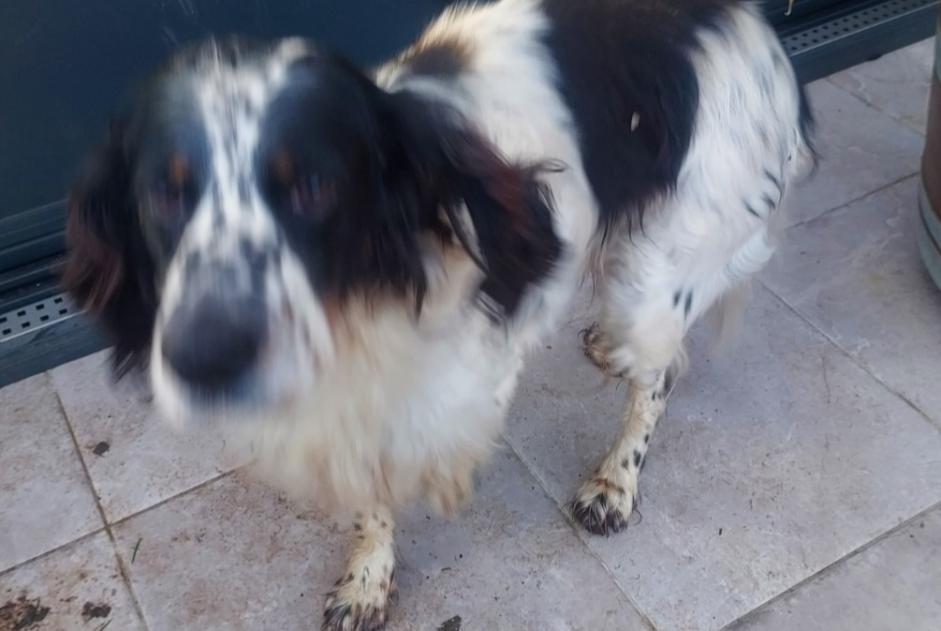 Alerte Découverte Chien  Inconnu La Chapelle-aux-Filtzméens France