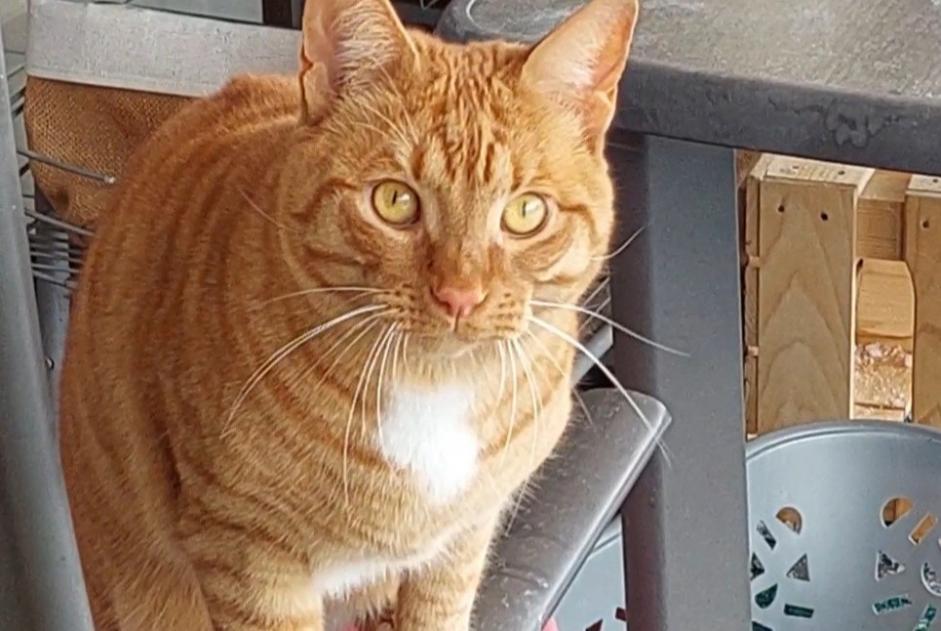 Alerte Disparition Chat  Mâle , 2 ans Ollon Suisse