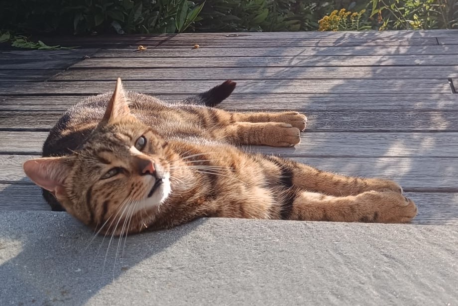 Alerte Disparition Chat Mâle , 2 ans Marchiennes France