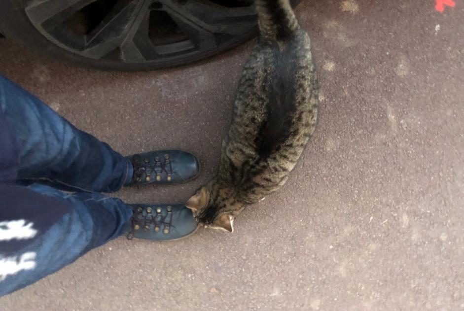 Alerte Découverte Chat  Mâle Marcq-en-Barœul France