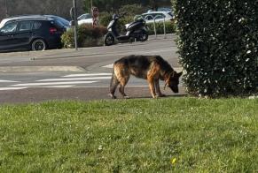 Alerte Découverte Chien  Mâle Dinard France