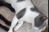 Alerte Disparition Chat croisement Mâle , 6 ans Lagoa de Albufeira - Sesimbra Portugal