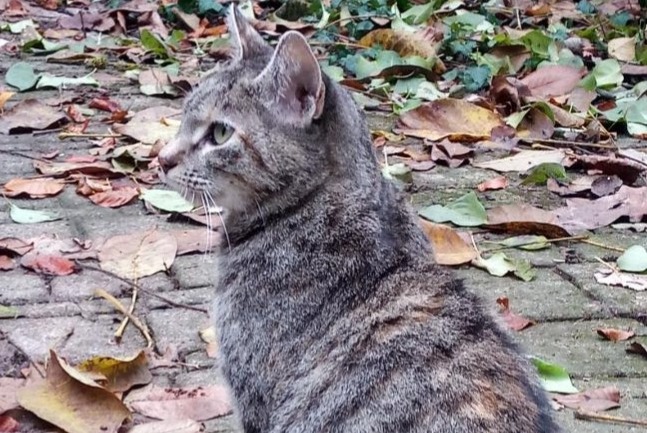 Alerte Disparition Chat Femelle , 10 ans Saint-Maurice-de-Gourdans France