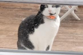 Alerte Disparition Chat  Mâle , 9 ans Pérouse France