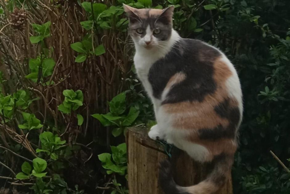 Alerte Disparition Chat  Femelle , 4 ans Lewarde France