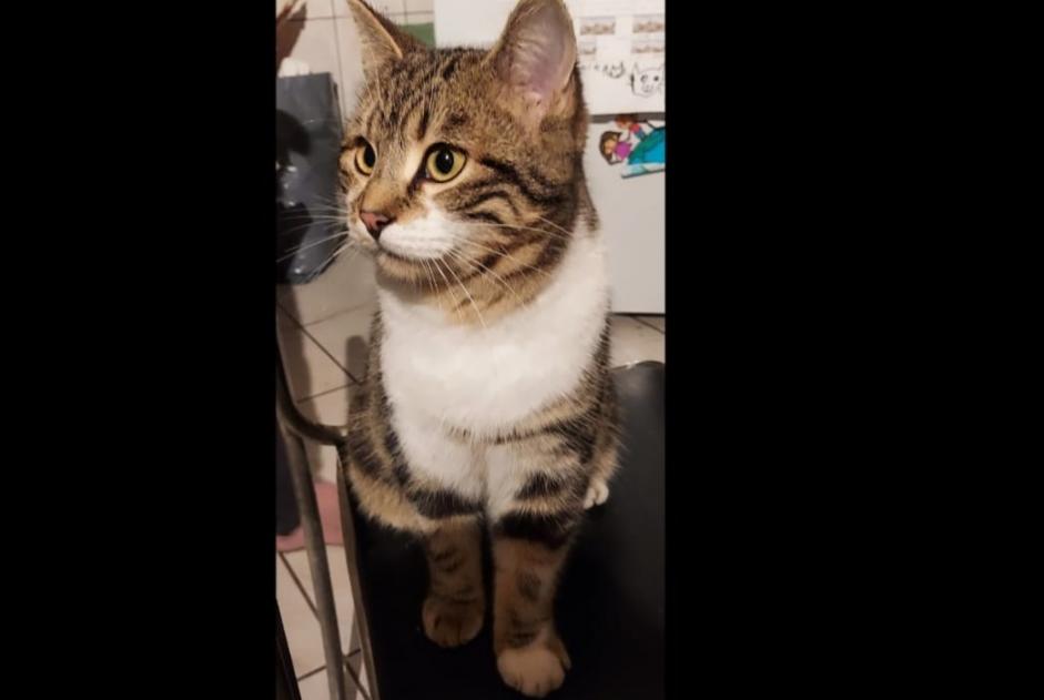 Alerte Disparition Chat Mâle , 1 ans Torny Suisse