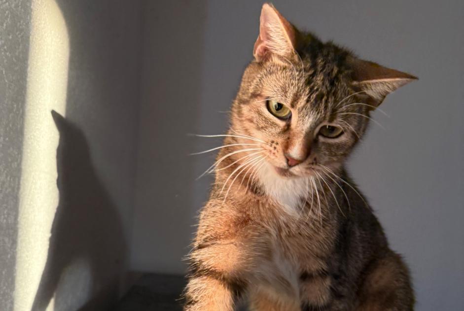 Alerte Disparition Chat Femelle , 2 ans Grandson Suisse