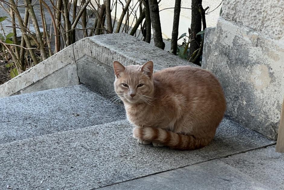 Alerte Découverte Chat Mâle Delémont Suisse