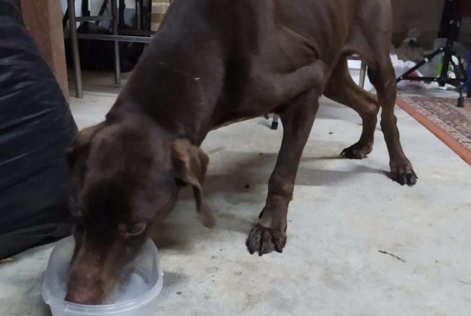 Alerte Découverte Chien Mâle Maxial Portugal