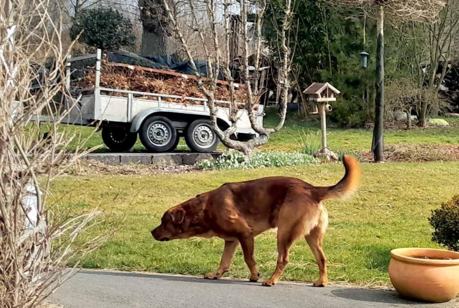 Alerte Découverte Chien Mâle Stoumont Belgique