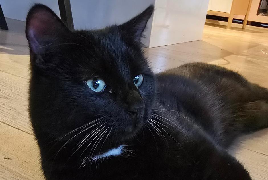 Alerte Découverte Chat  Mâle Cheseaux-sur-Lausanne Suisse