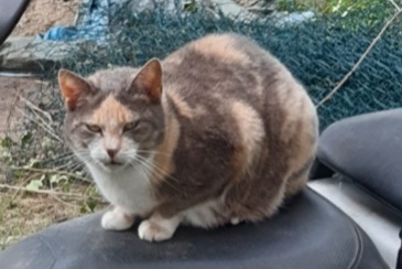 Alerte Disparition Chat Femelle , 7 ans Tercis-les-Bains France