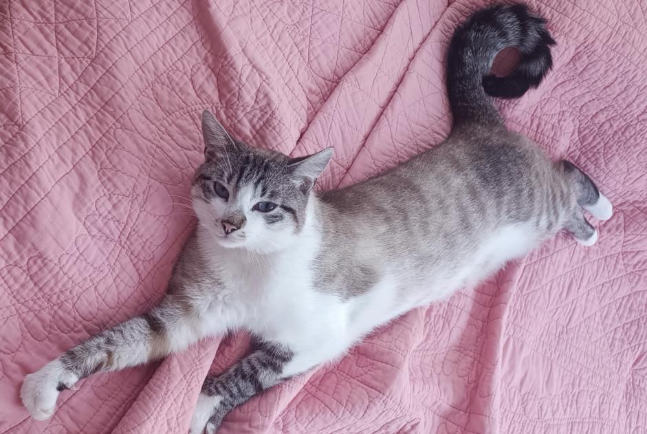 Alerte Disparition Chat croisement Mâle , 2 ans Remiremont France