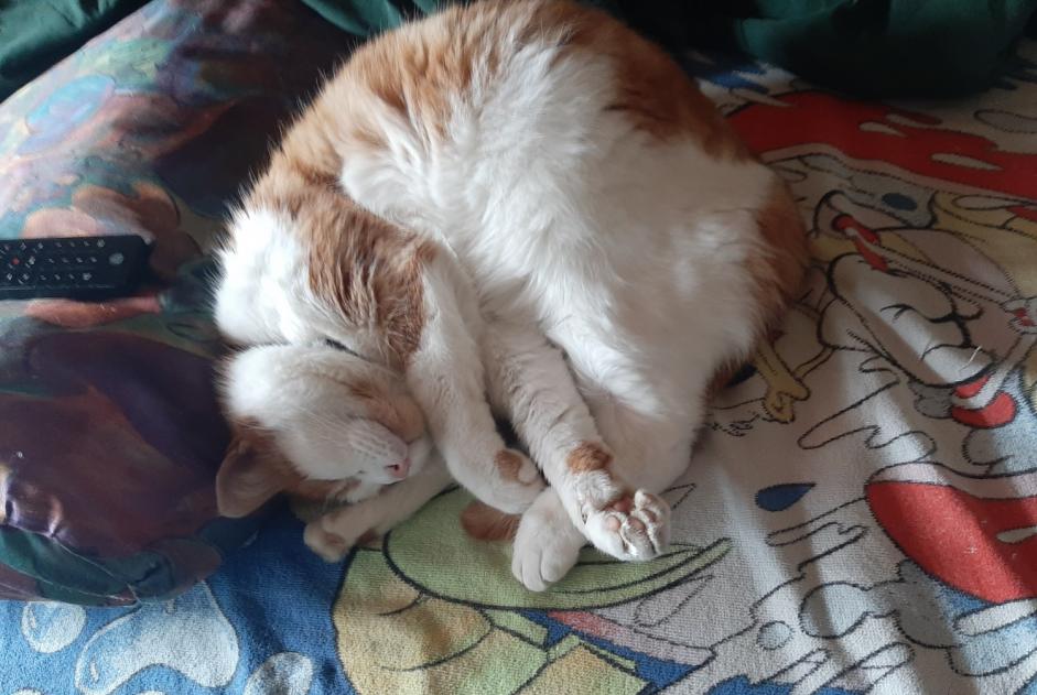 Alerte Disparition Chat Mâle , 9 ans Villars-sur-Glâne Suisse